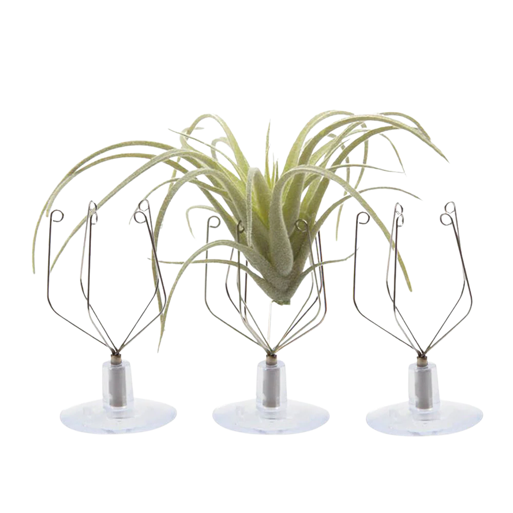 Air Plant Holder Wall Glass - Image 3