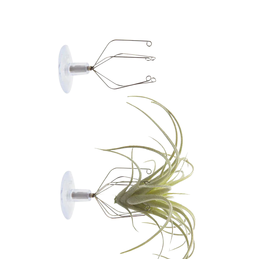 Air Plant Holder Wall Glass - Image 4