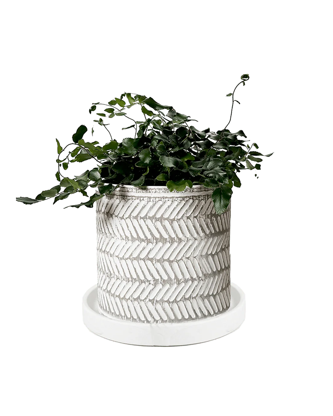 Balter Ceramic Pot And Saucer Set | 3.5 inch - Image 12