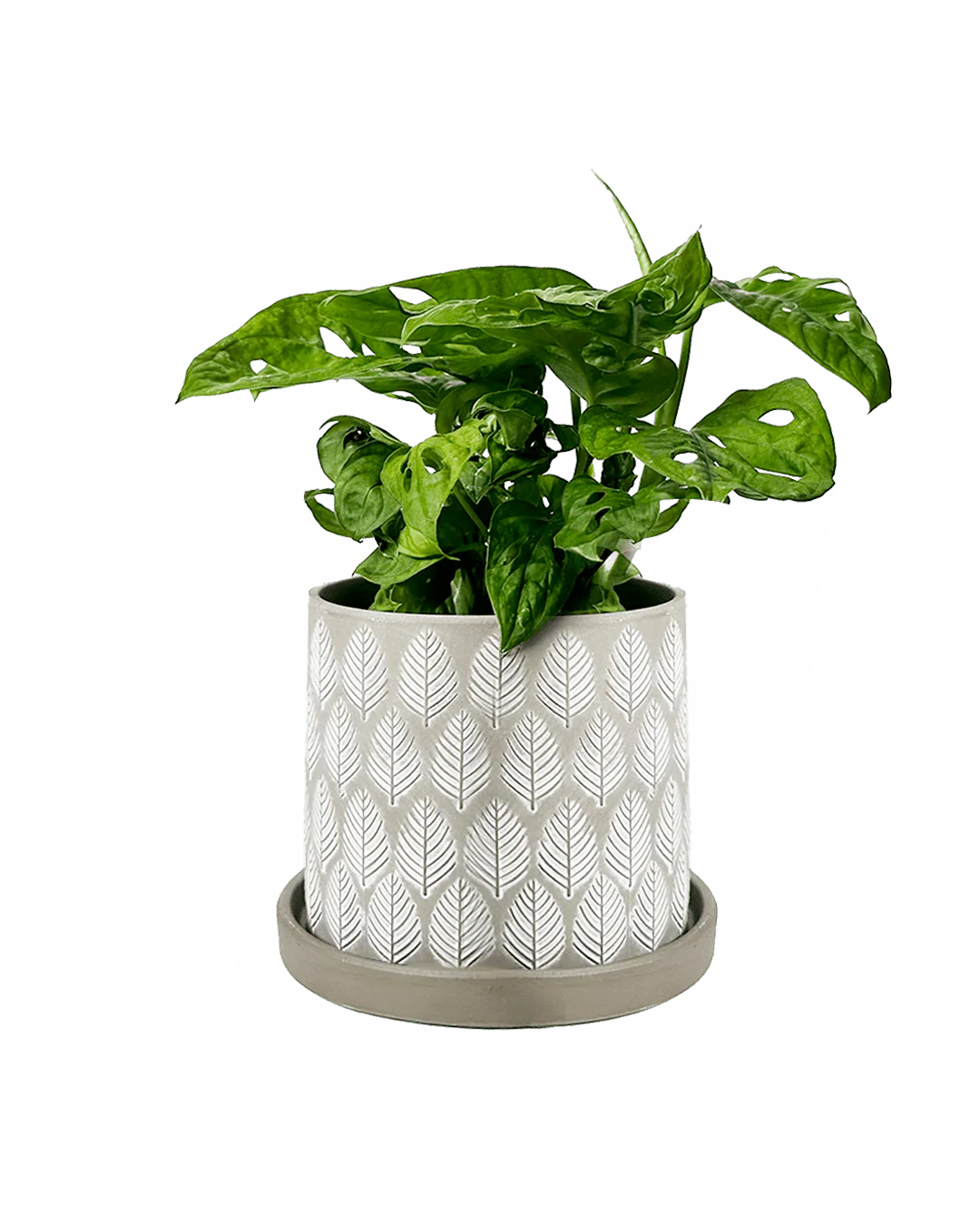 Balter Ceramic Pot And Saucer Set | 3.5 inch - Image 17