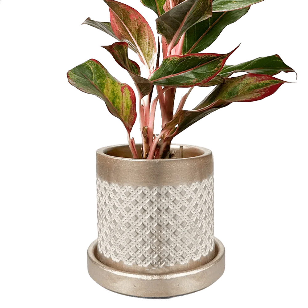 Balter Ceramic Pot And Saucer Set | 3.5 inch - Image 5