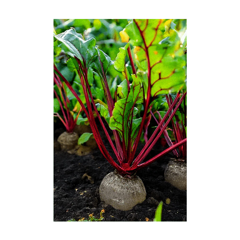 Beet Vegetable Seeds Packet - Image 3