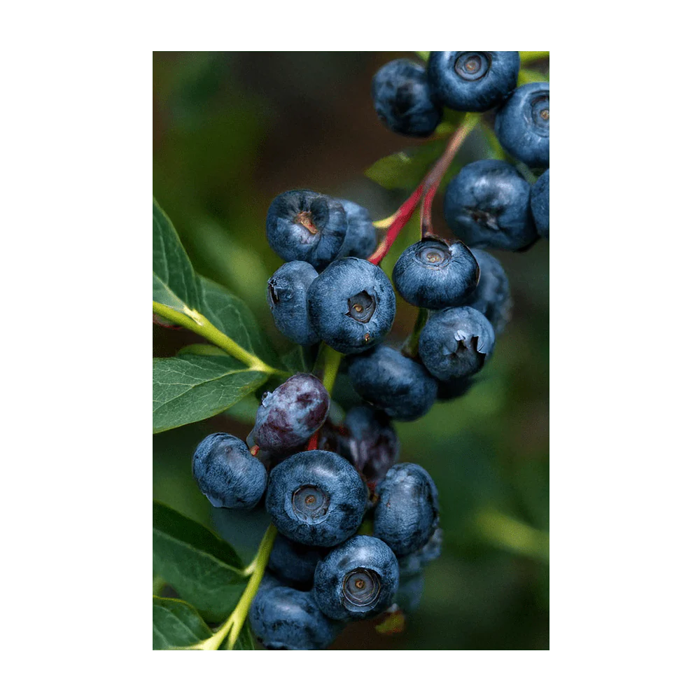 Blueberry Flower Seeds Packet - Image 3