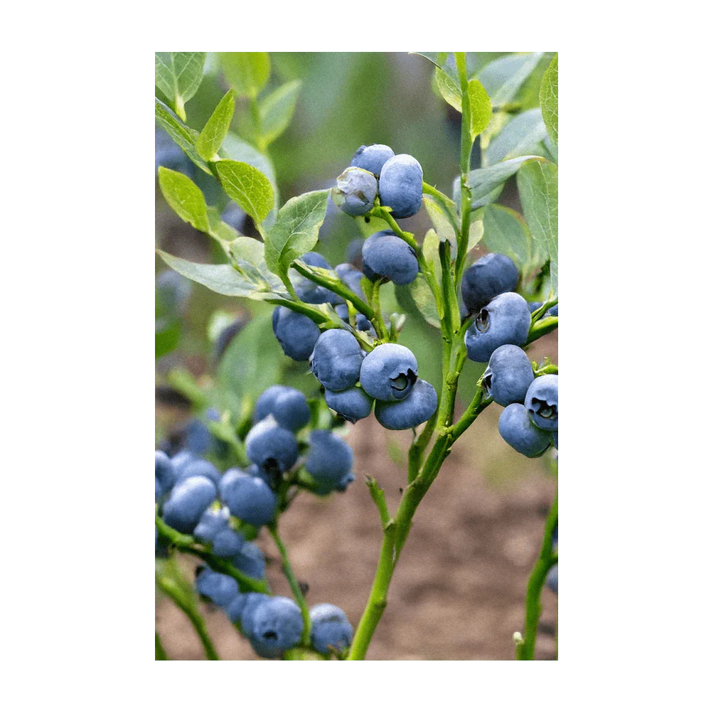 Blueberry Flower Seeds Packet - Image 4