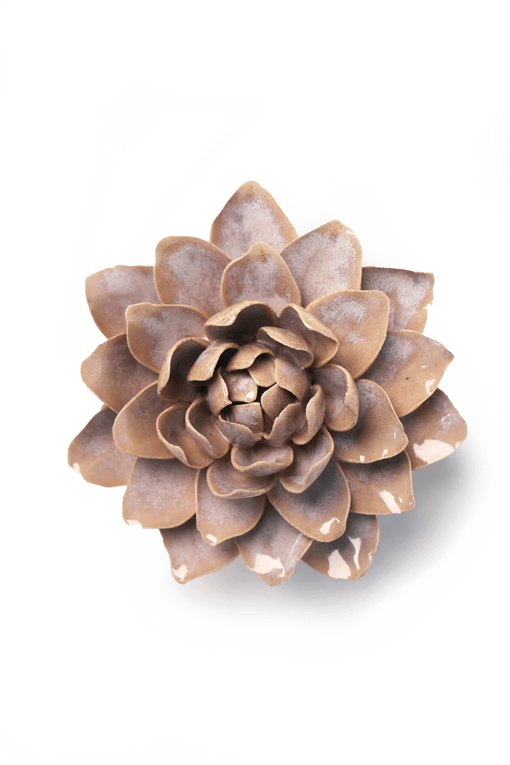 Pink Sand Starbrite Water Lily