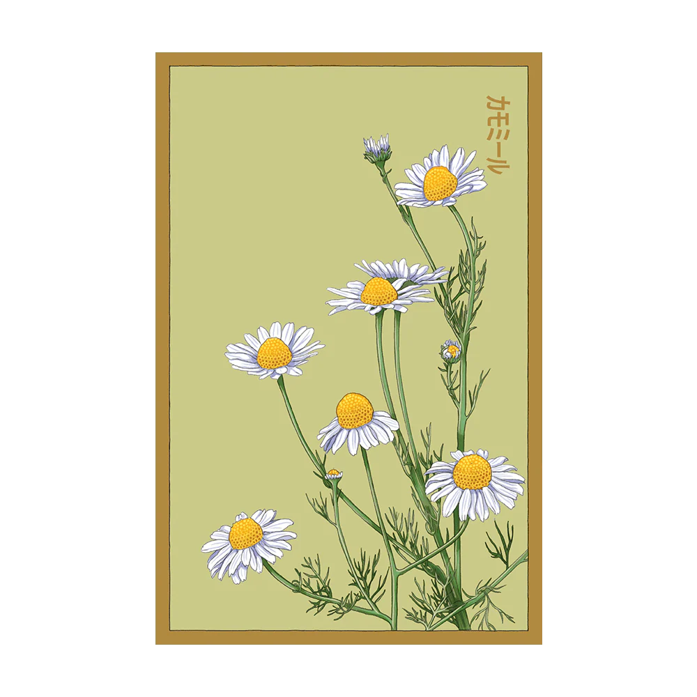 Chamomile Flower Seeds Packet