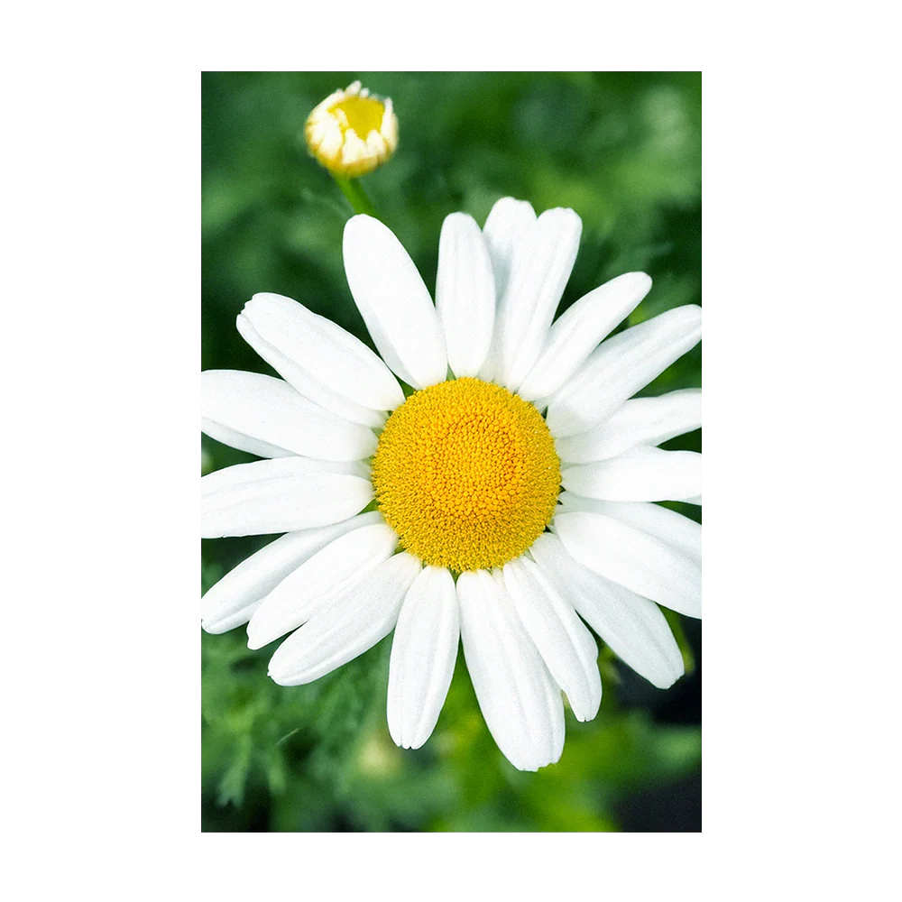 Chamomile Flower Seeds Packet - Image 3