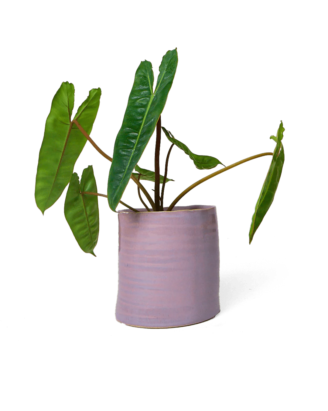 Channa Ceramic Planter Pot | 5.5 inch