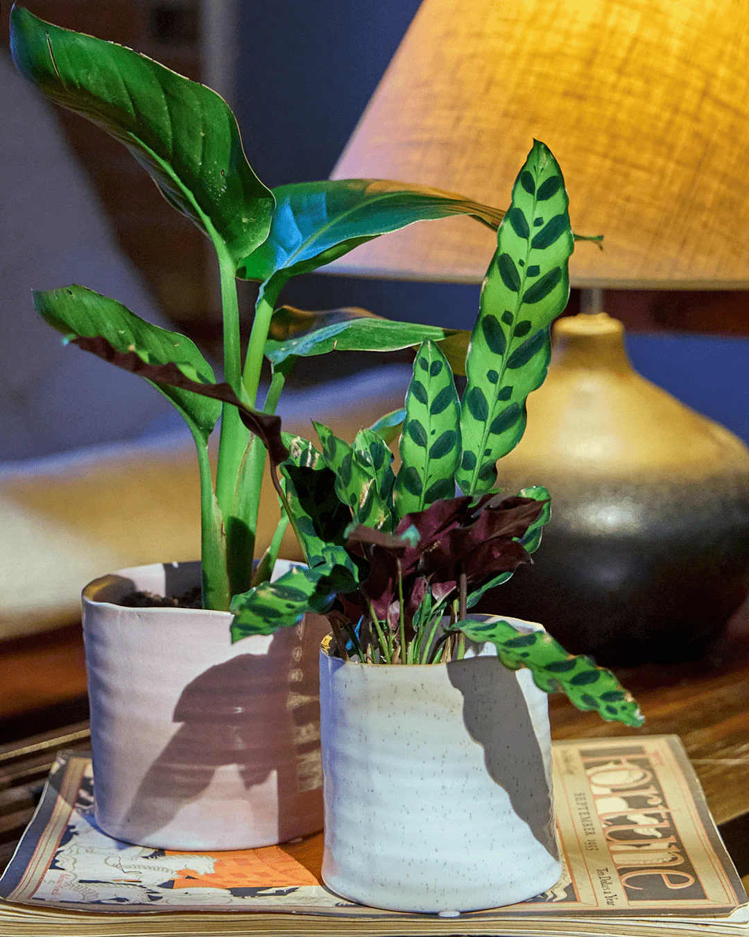 Channa Ceramic Planter Pot | 5.5 inch - Image 10