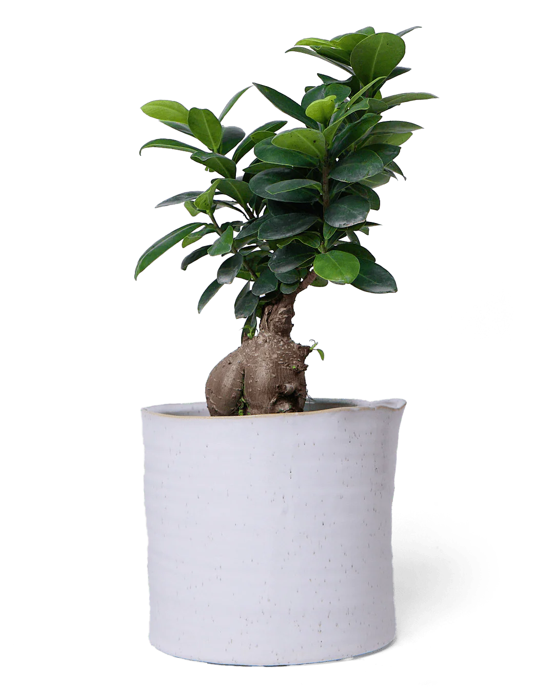 Channa Ceramic Planter Pot | 5.5 inch - Image 4