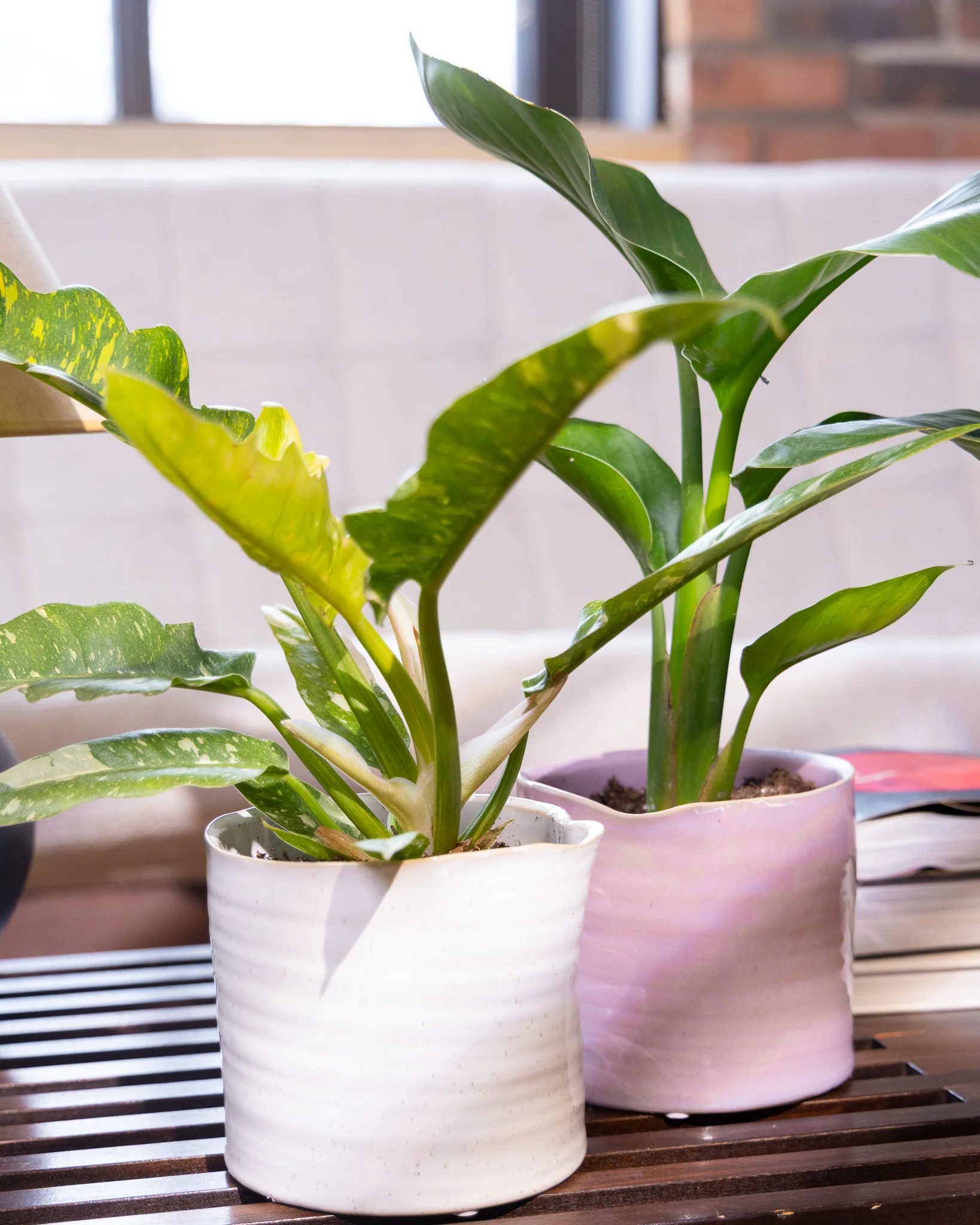 Channa Ceramic Planter Pot | 5.5 inch - Image 3