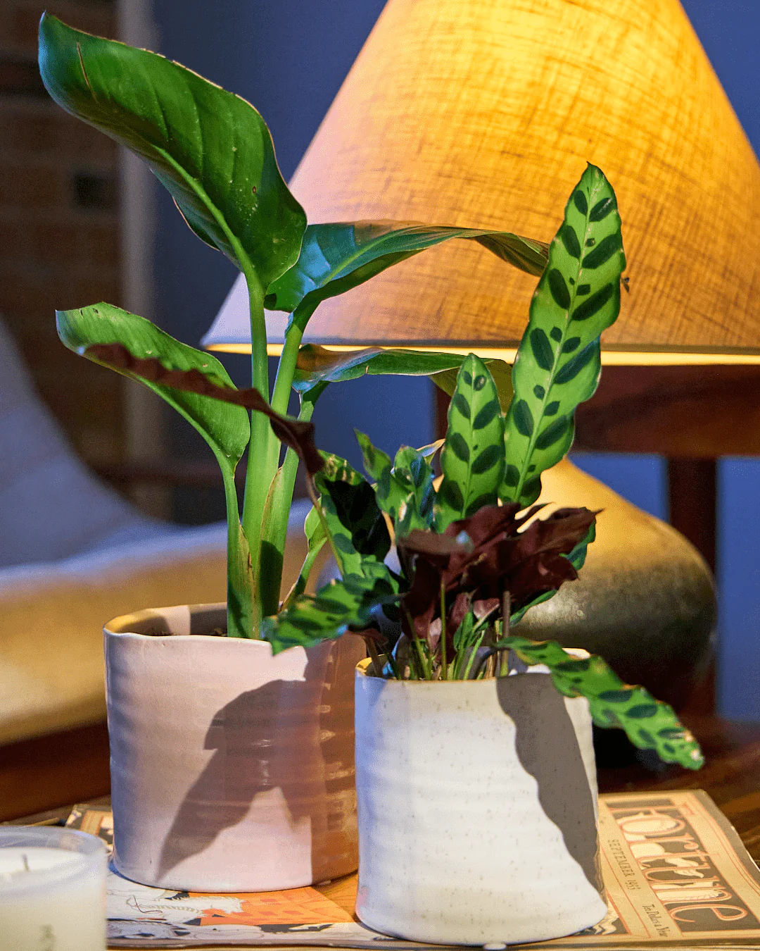 Channa Ceramic Planter Pot | 5.5 inch - Image 8