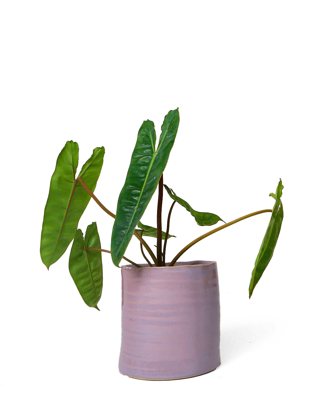 Channa Ceramic Planter Pot | 5.5 inch - Image 9