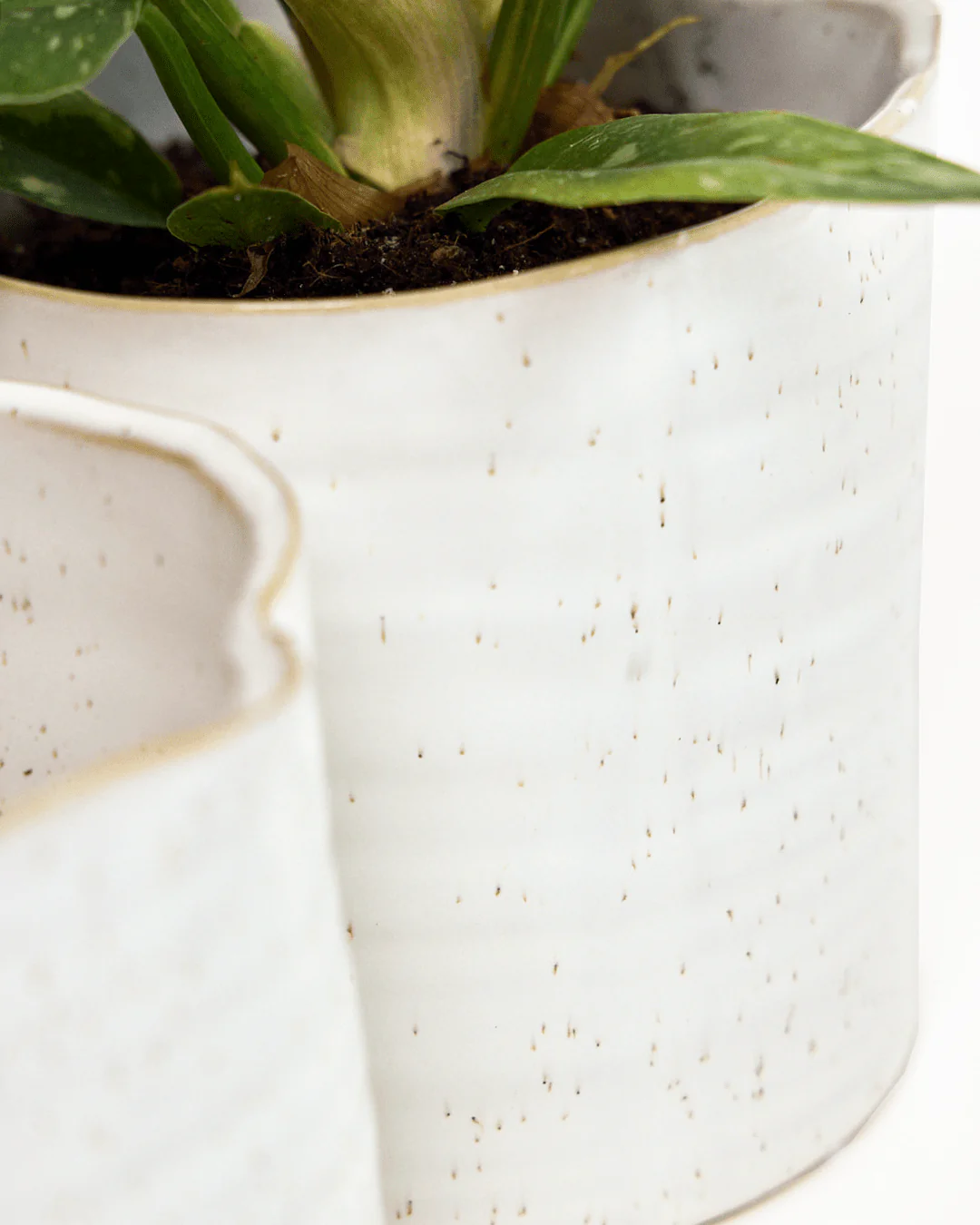 Channa Ceramic Planter Pot | 5.5 inch - Image 7