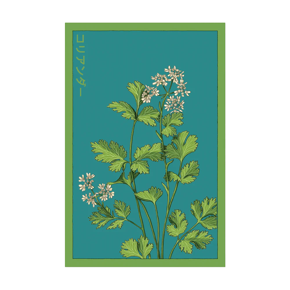 Cilantro Herb Seeds Packet