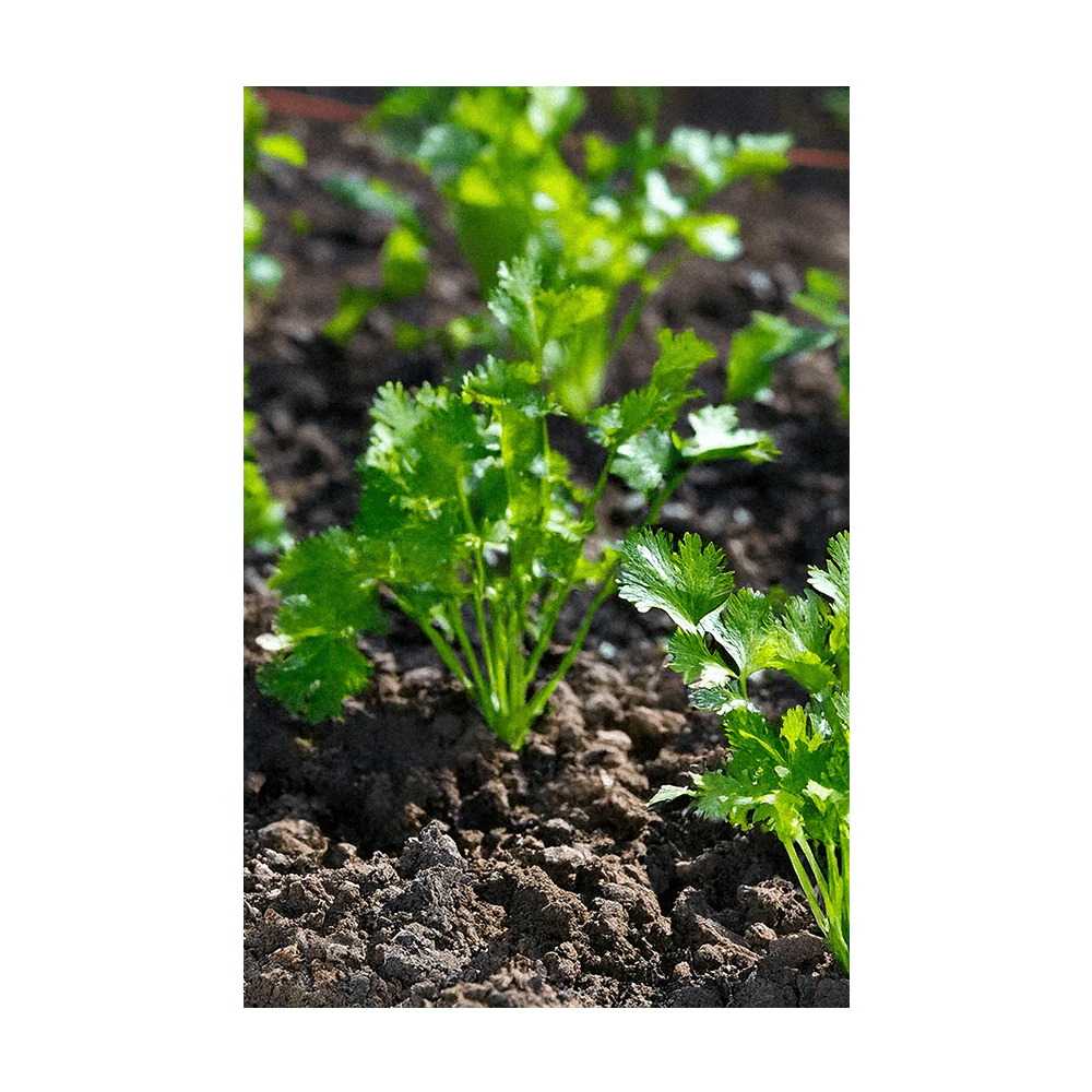 Cilantro Herb Seeds Packet - Image 3