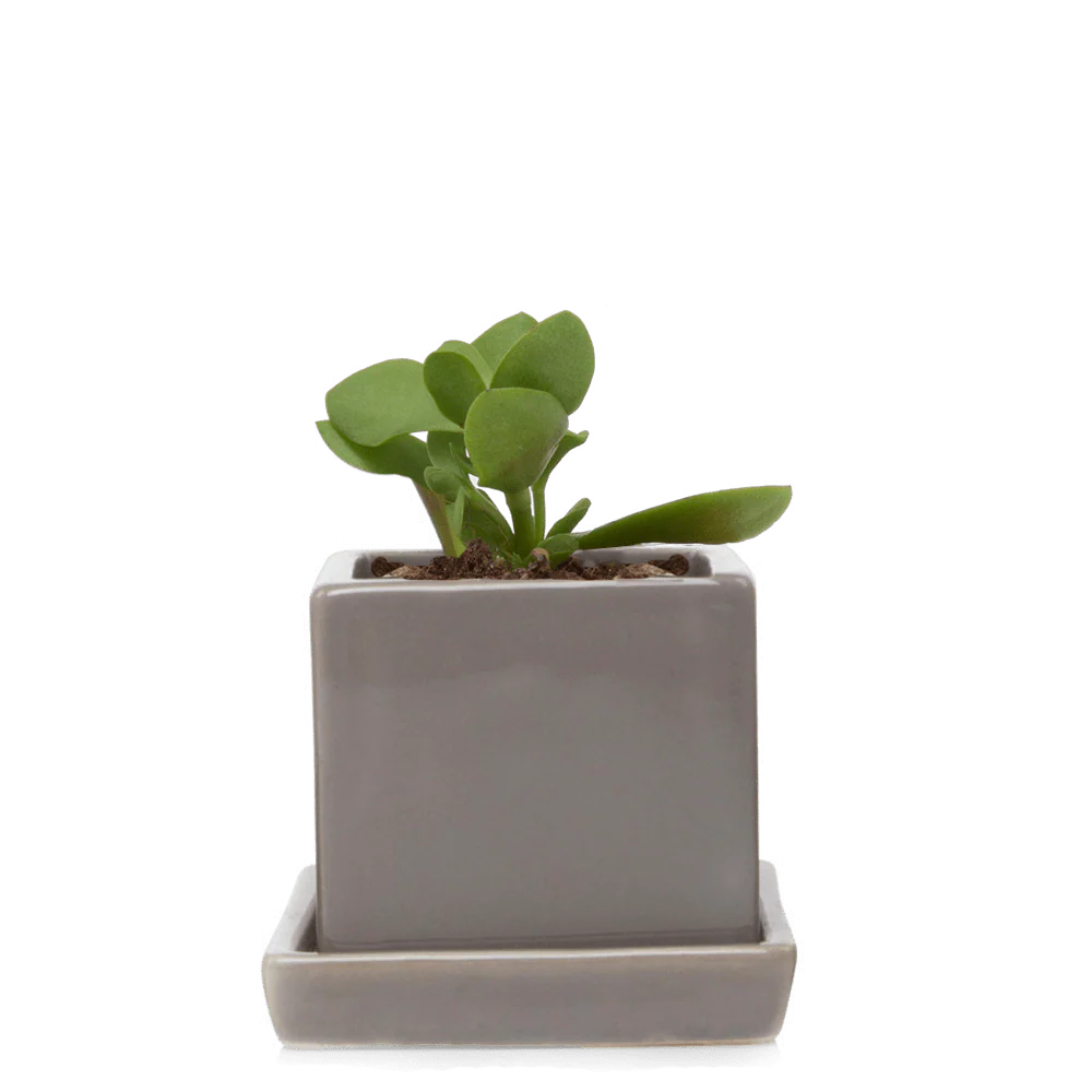 Cube & Saucer Ceramic Pot With Drainage Hole - Image 16