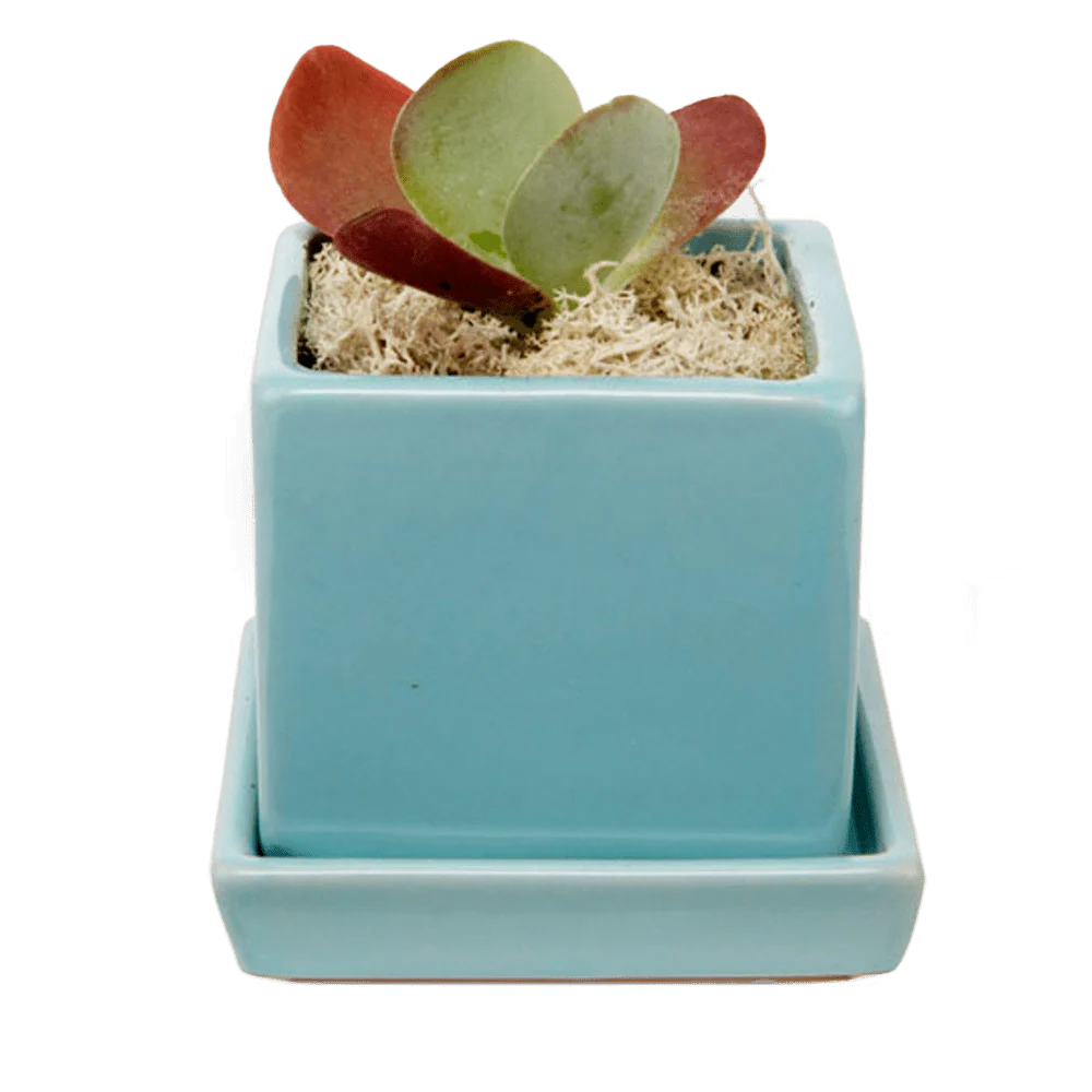 Cube & Saucer Ceramic Pot With Drainage Hole - Image 18