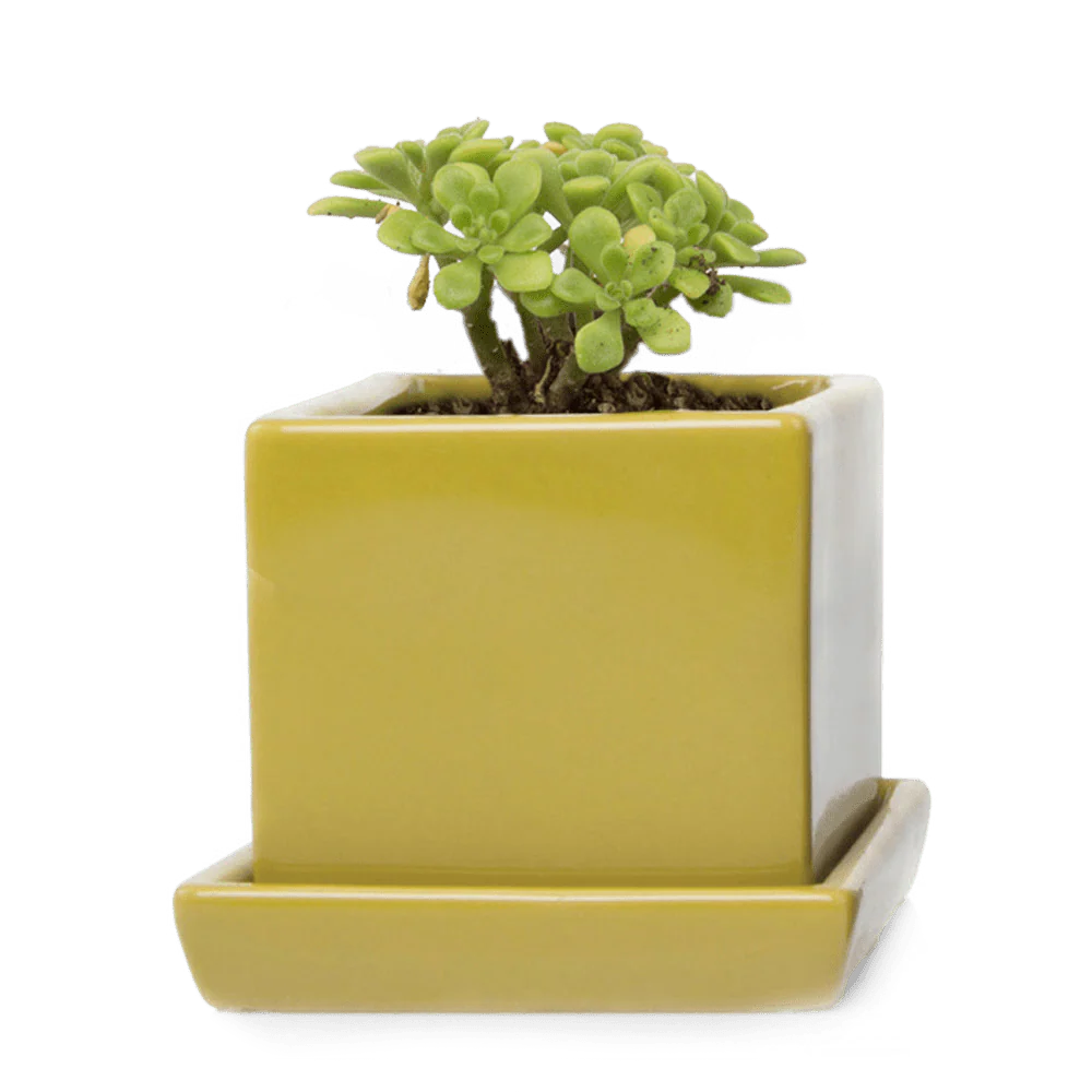 Cube & Saucer Ceramic Pot With Drainage Hole - Image 20