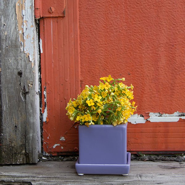 Cube & Saucer Ceramic Pot With Drainage Hole - Image 23