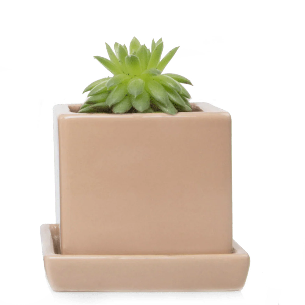 Cube & Saucer Ceramic Pot With Drainage Hole - Image 35