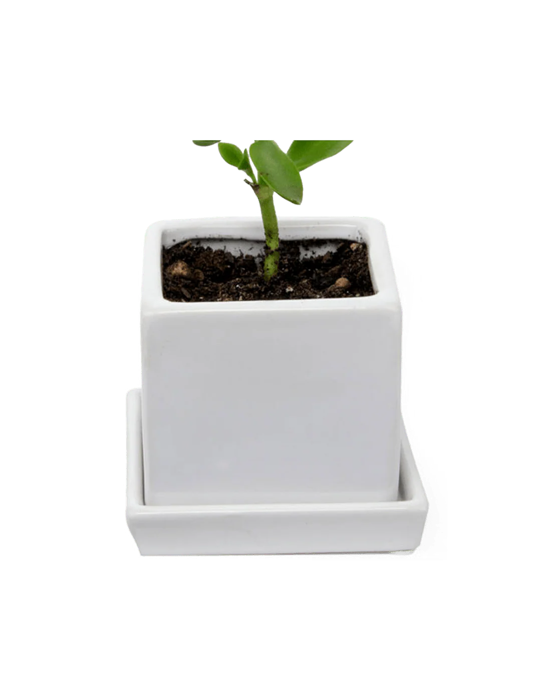 Cube & Saucer Ceramic Pot With Drainage Hole - Image 38