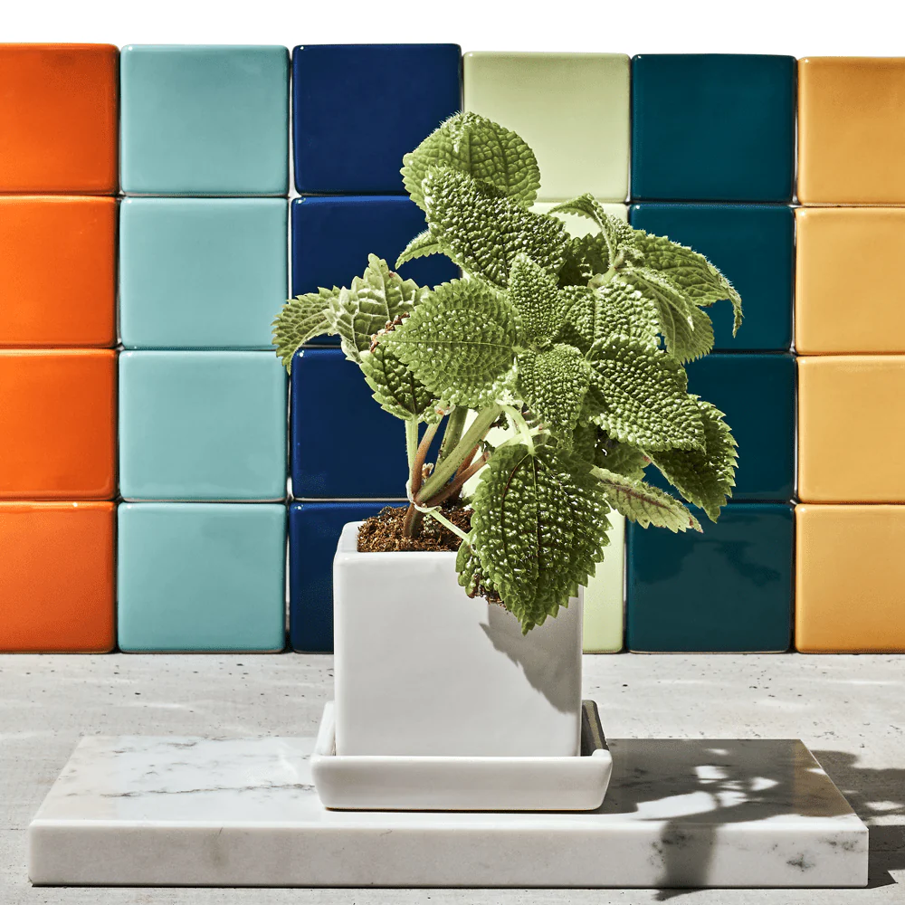 Cube & Saucer Ceramic Pot With Drainage Hole - Image 40