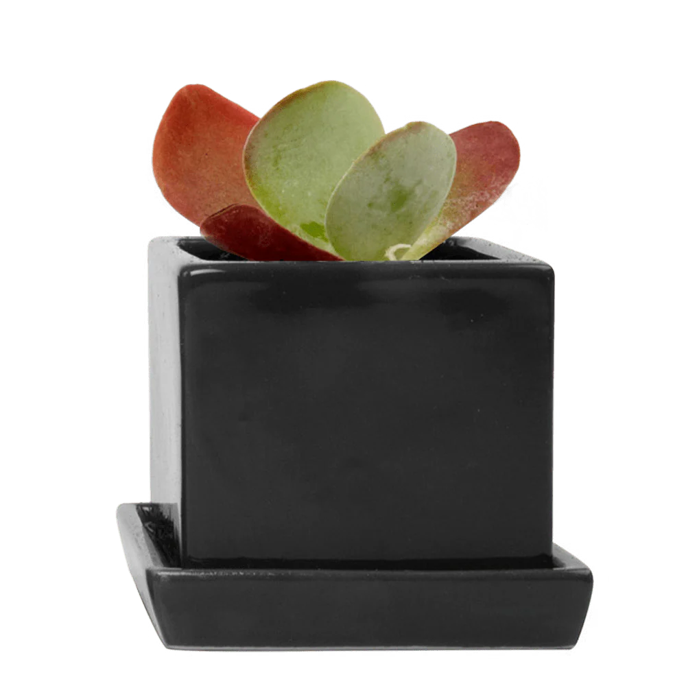 Cube & Saucer Ceramic Pot With Drainage Hole - Image 5