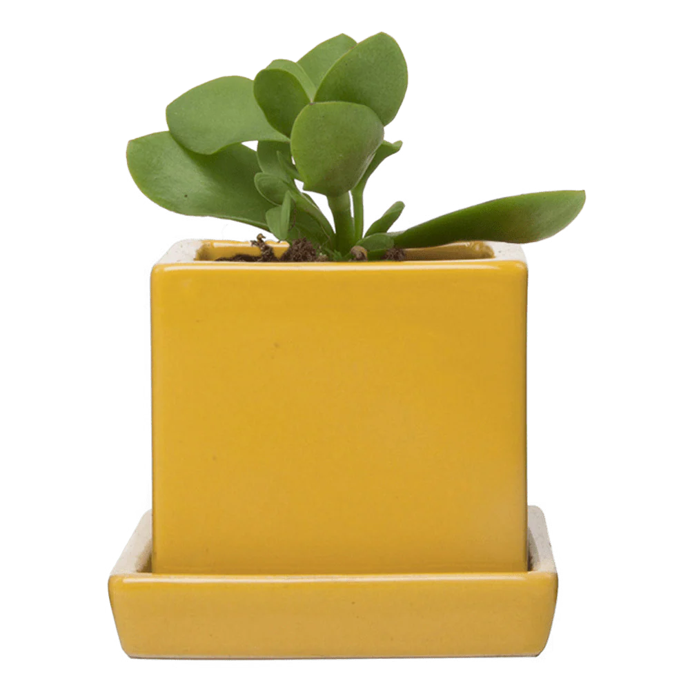 Cube & Saucer Ceramic Pot With Drainage Hole - Image 7