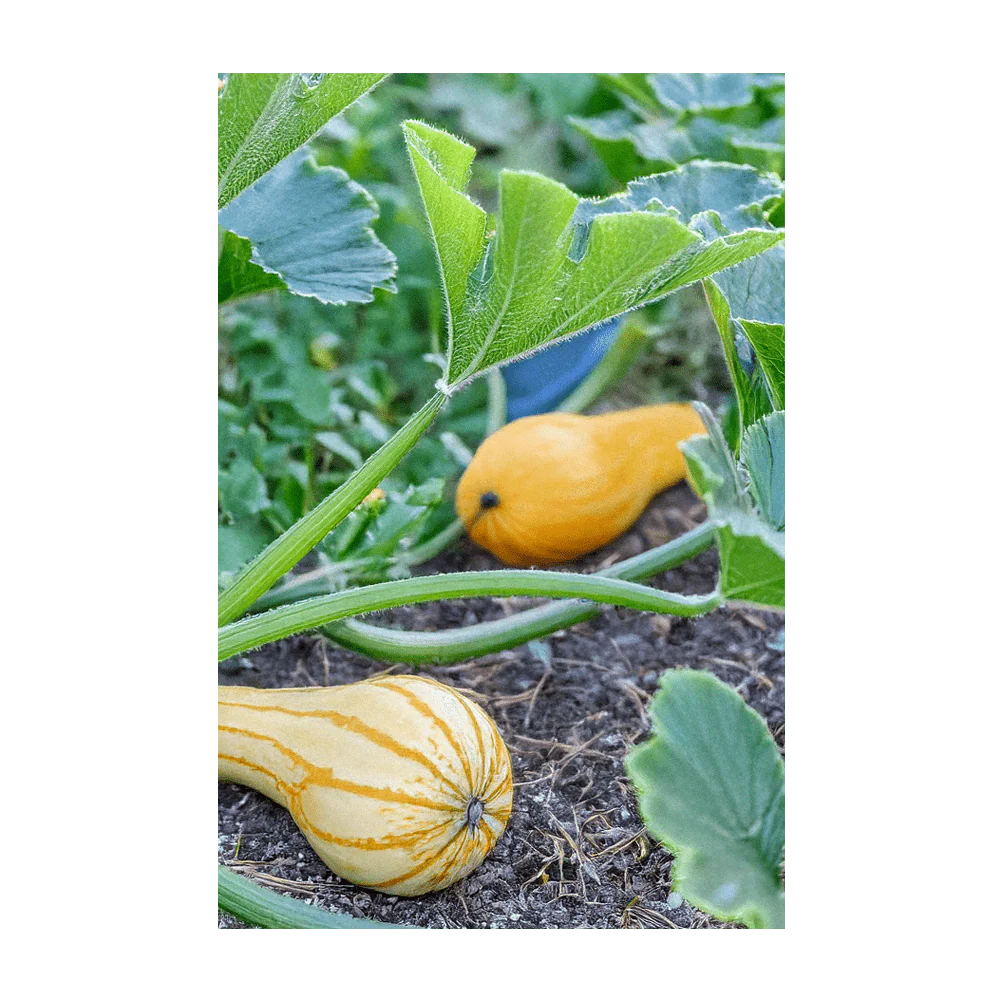 Early Golden Crookneck Squash Vegetable Seeds Packet - Image 3