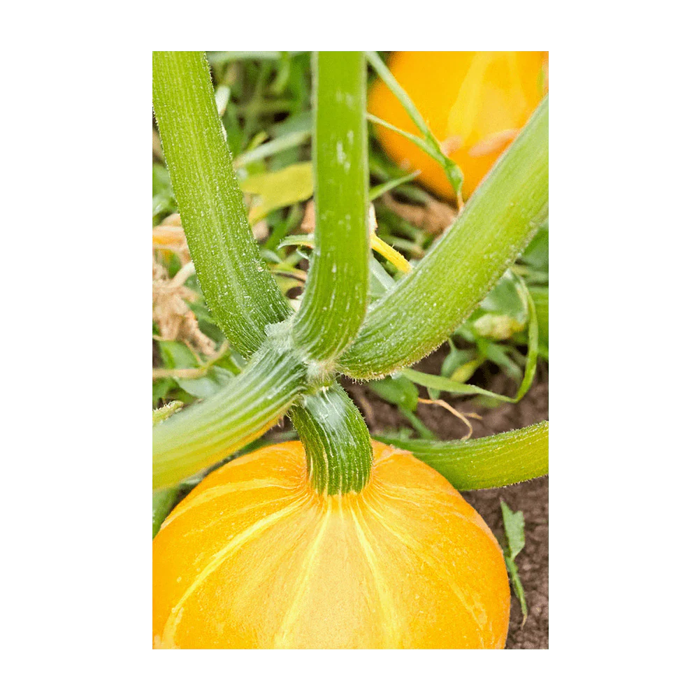 Early Golden Crookneck Squash Vegetable Seeds Packet - Image 4