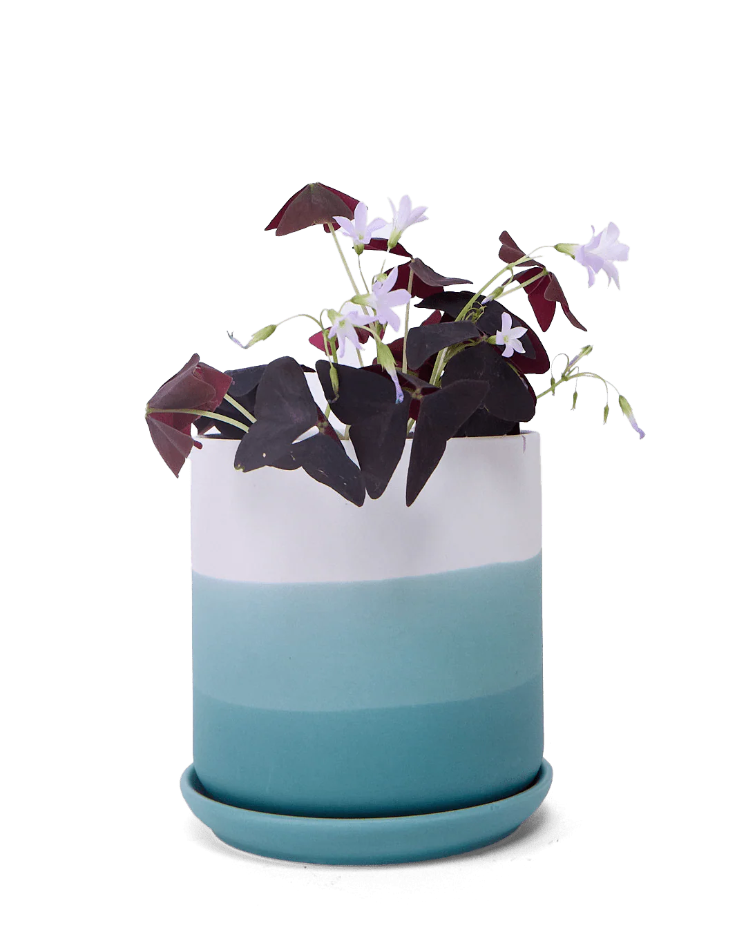Devo Porcelain Planter With Drainage Hole And Saucer - Image 5