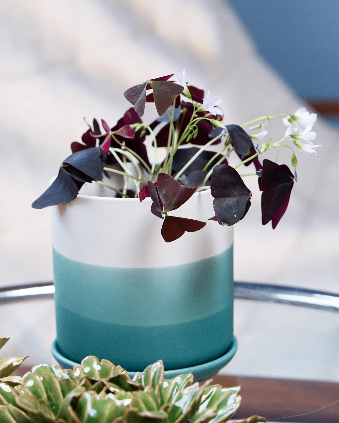 Devo Porcelain Planter With Drainage Hole And Saucer - Image 8