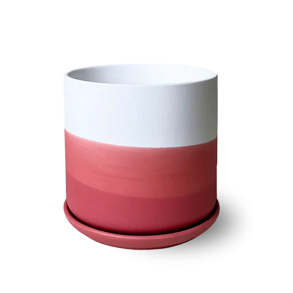 Devo Porcelain Planter With Drainage Hole And Saucer - Image 9