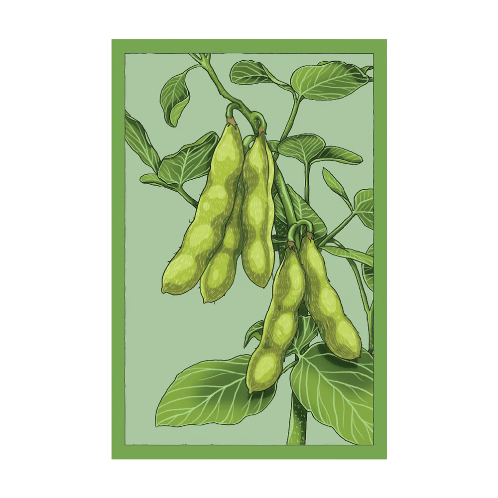 Edamame Vegetable Seeds Packet