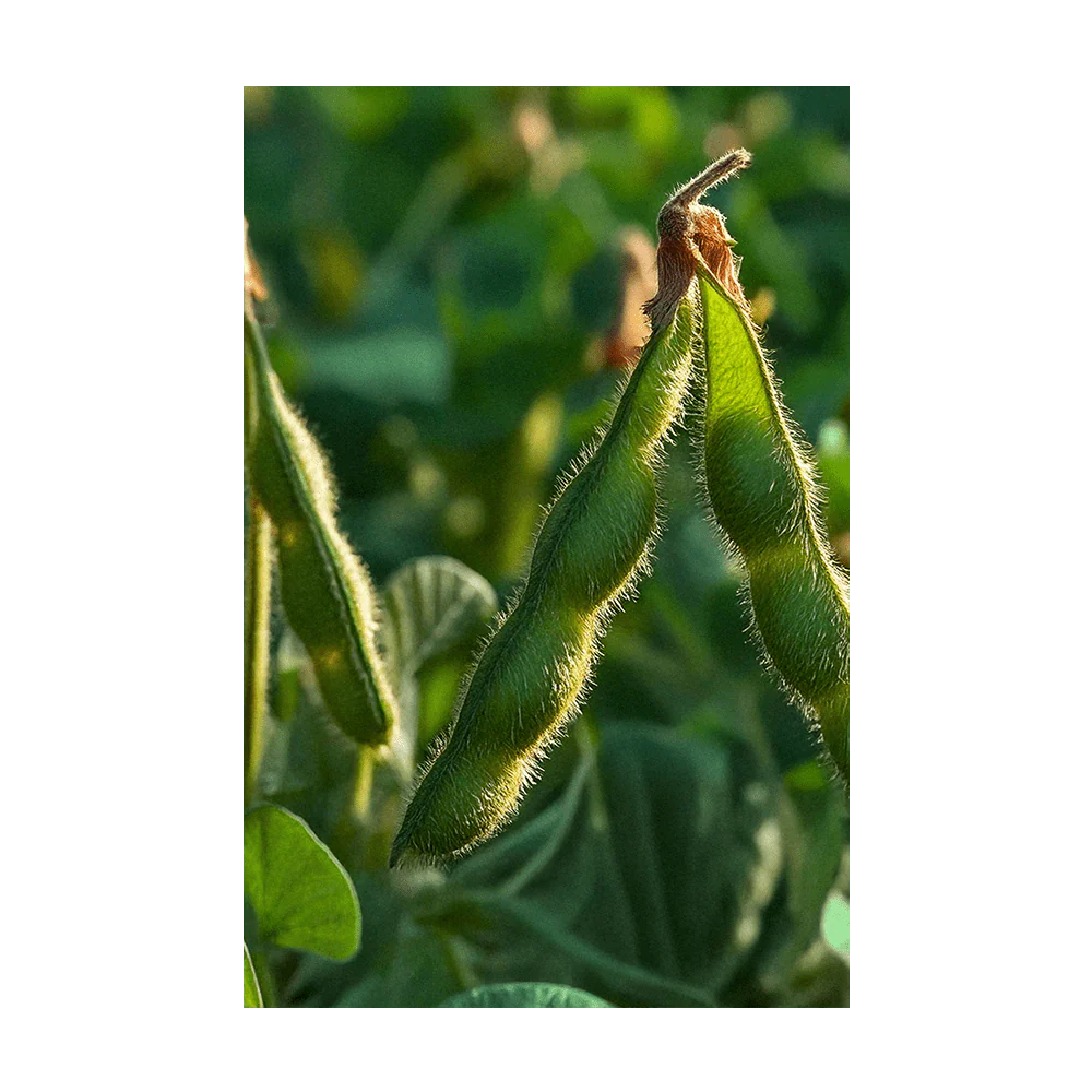 Edamame Vegetable Seeds Packet - Image 3