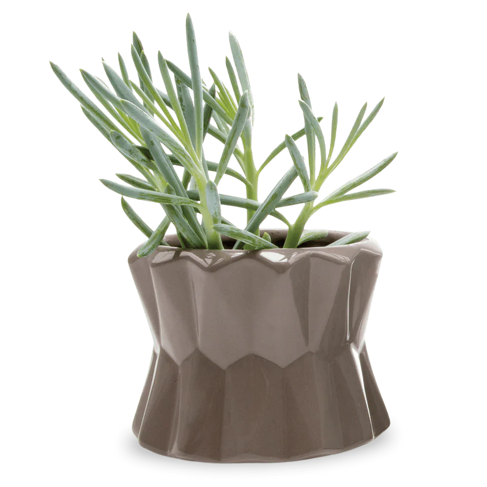 Fang Ceramic Modern Planter For Succulents | 4.5 inch - Image 2