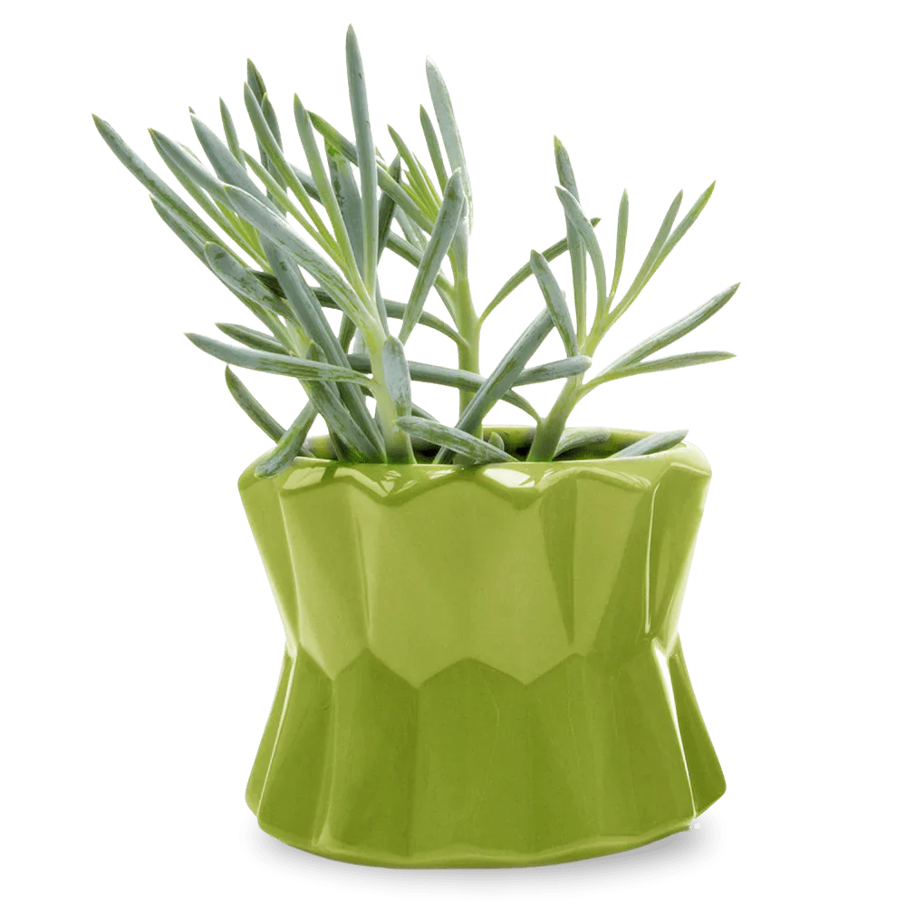 Fang Ceramic Modern Planter For Succulents | 4.5 inch - Image 3