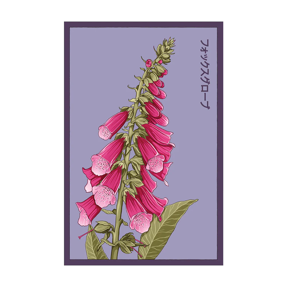 Foxglove Flower Seeds Packet