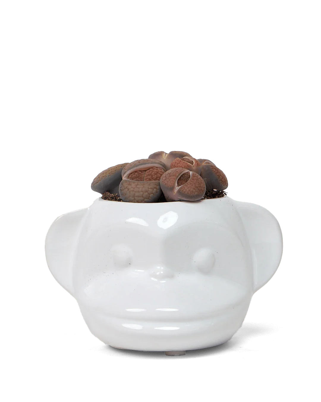 Funky Monkey Planter - Image 11