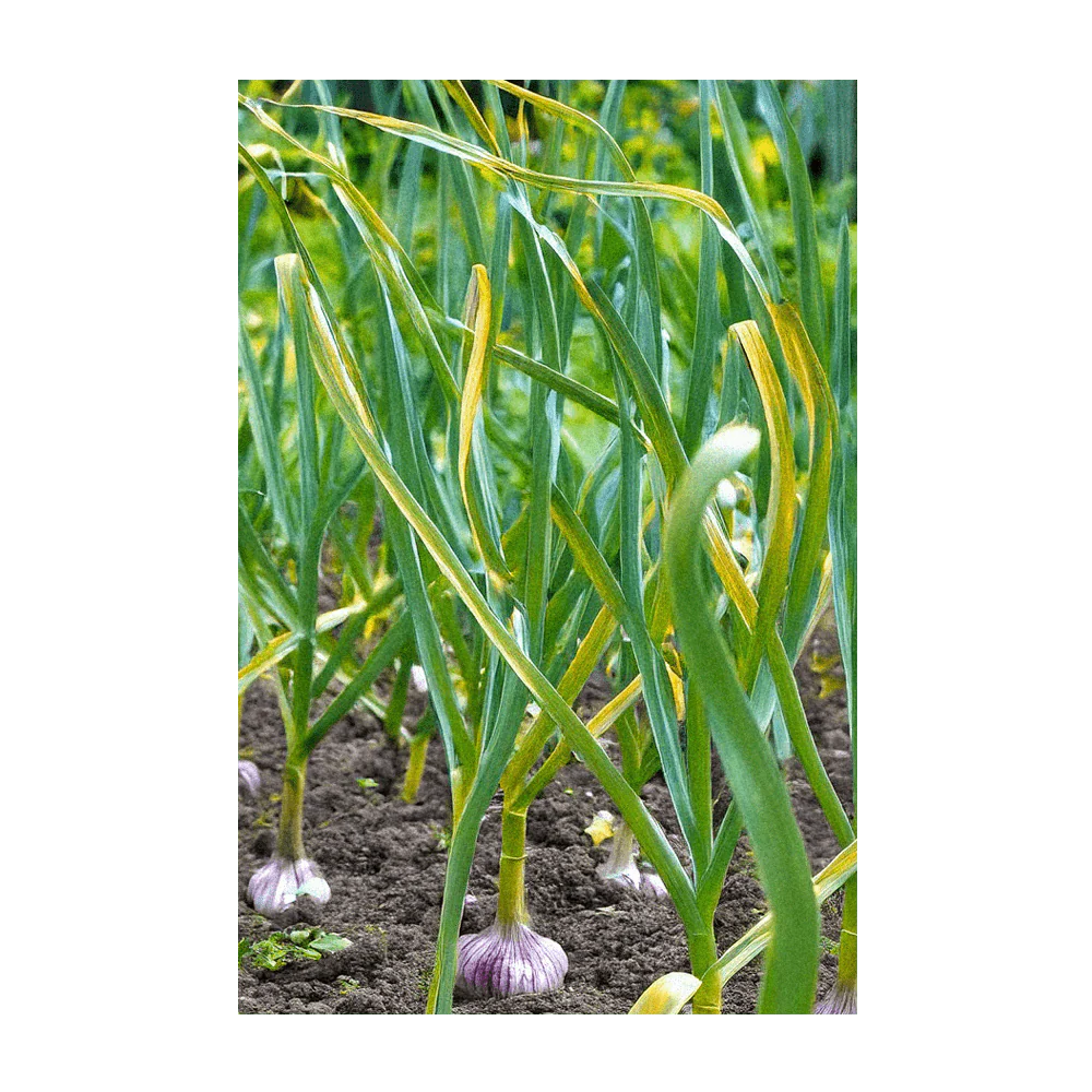 Garlic Vegetable Seeds Packet - Image 3