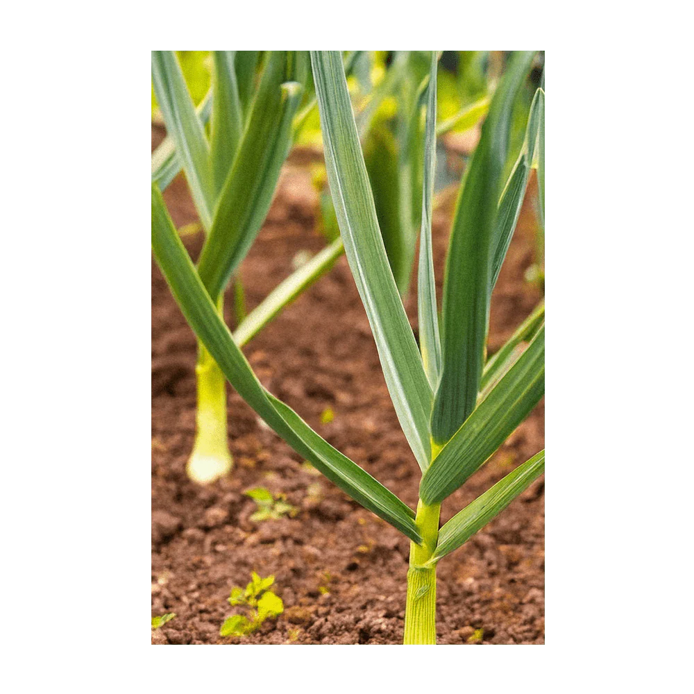 Garlic Vegetable Seeds Packet - Image 4