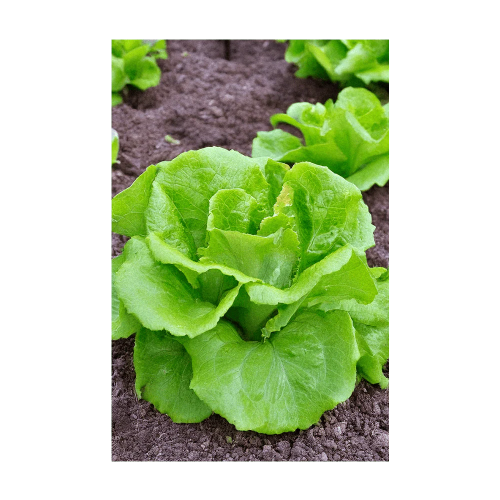 Green Leaf Lettuce Vegetable Seeds Packet - Image 3