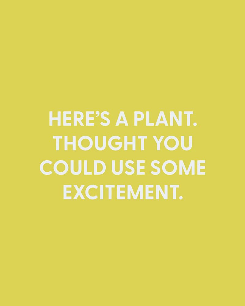 Here’s a plant. Thought you could use some excitement. - Greeting Card