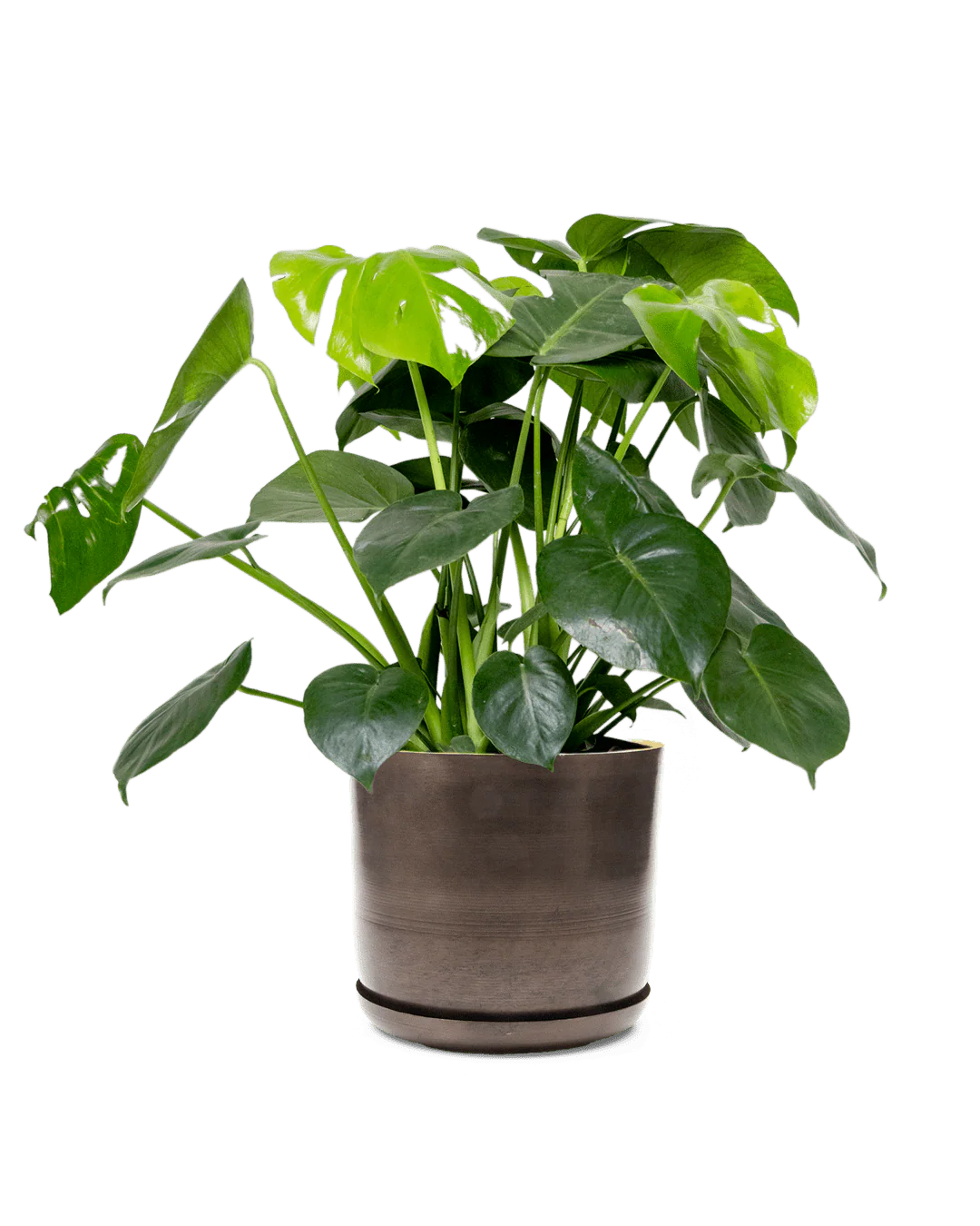 Joe Large Metal Pot With Drainage Hole — Bronzed Brown