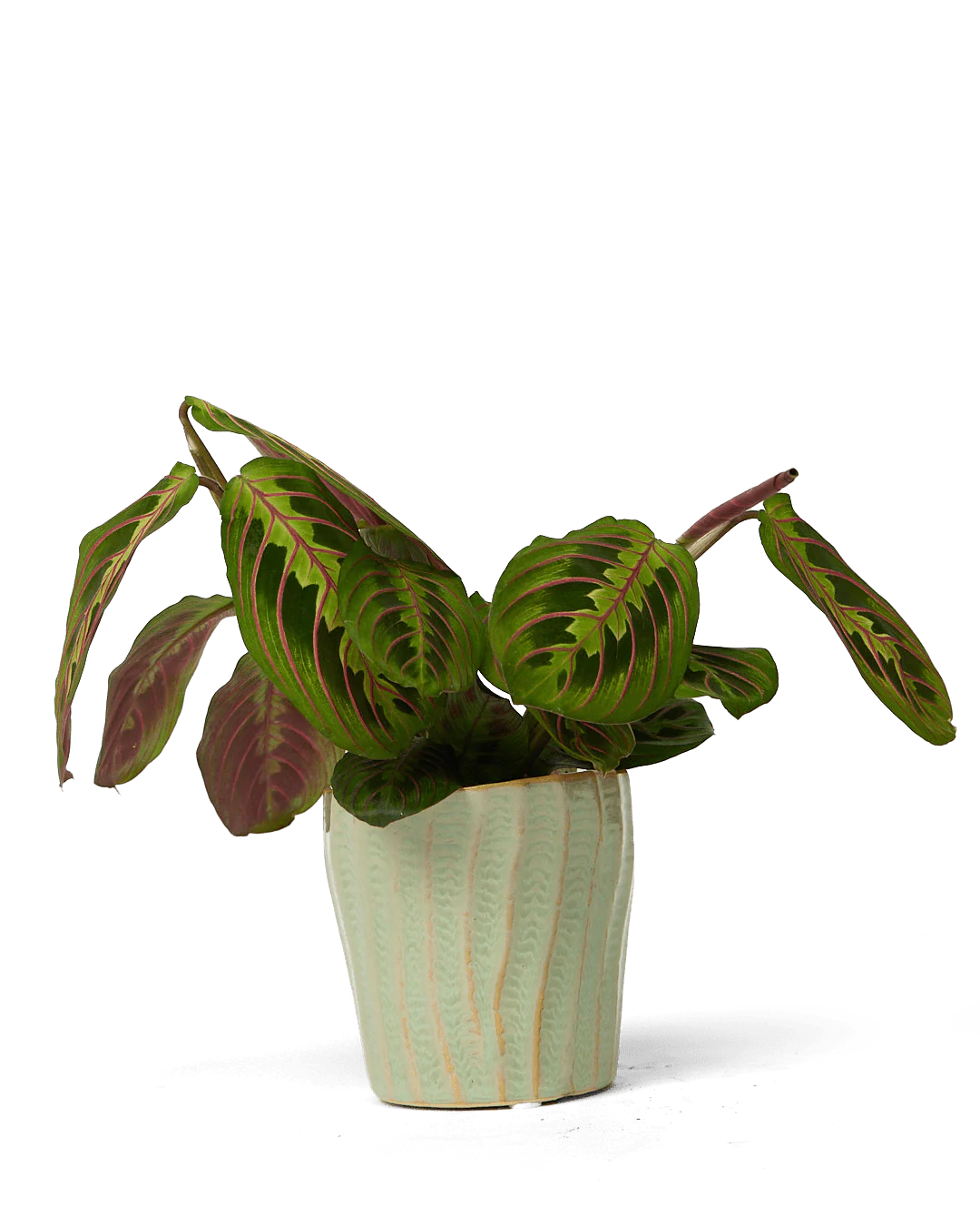 Katakana Ceramic Pot Planter - Image 13