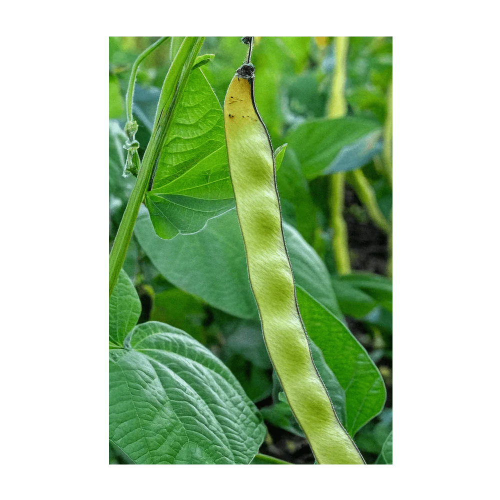 King of the Garden Bean Vegetable Seeds Packet - Image 3