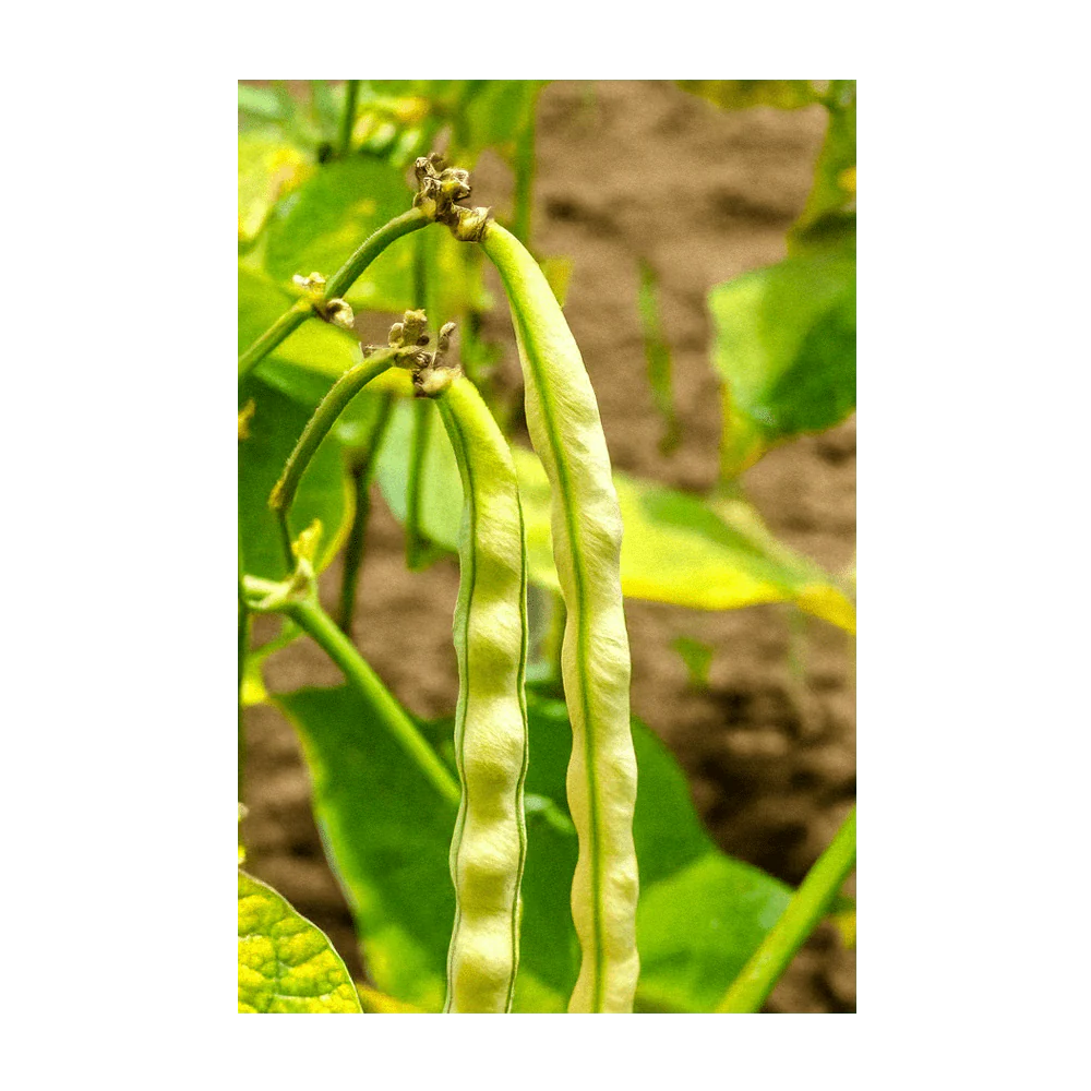 King of the Garden Bean Vegetable Seeds Packet - Image 4