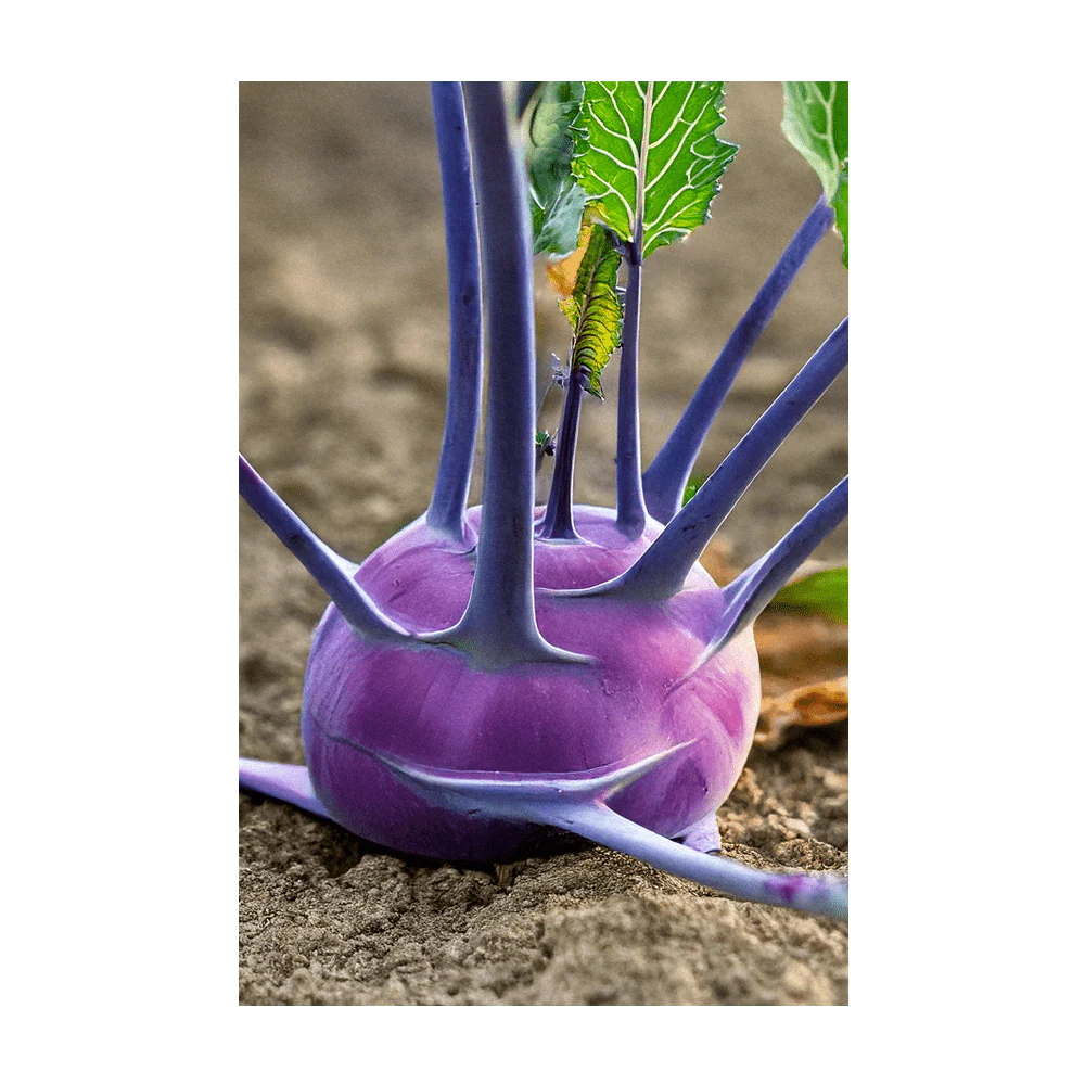 Kohlrabi Purple Delicacy Vegetable Seeds Packet - Image 3