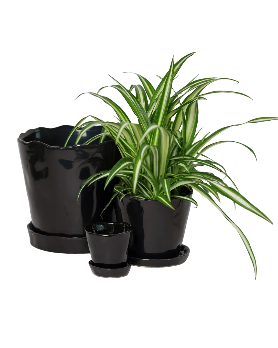 Tika Large Ceramic Plant Pot with Drainage Hole and Saucer — Black - Image 4